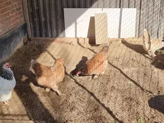 4 Stk. høns sælges