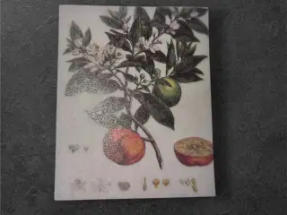 Solrige papirark med livligt citrustræ-design