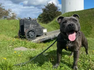 Kun til parring - staffordshire bullterrier 