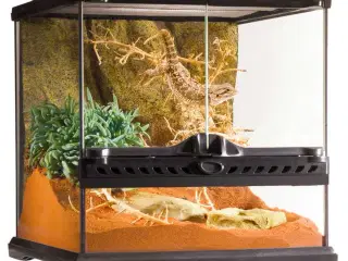 Terrarium 30x30x30 cm 2 stk søges