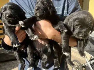Hvalpe - Labrador Retriever blanding