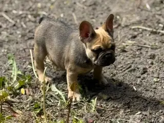 Fransk bulldog 