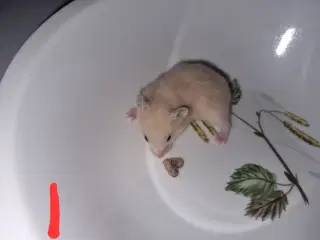 8 guldhamster unger søger nyt hjem