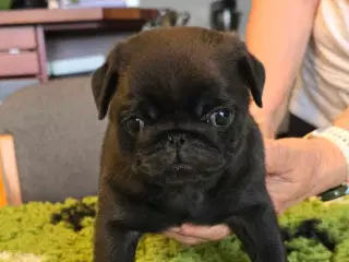 Mops