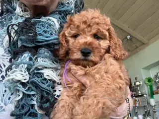 Cavapoo f2 kennel malekits