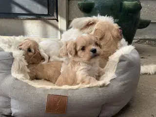Små fine cavapoo/ Maltipoo babyer