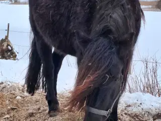 2 for 1 drægtig koldblods meget kørt