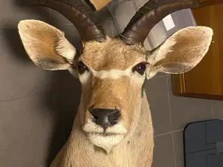 Kudu, skuldermonteret