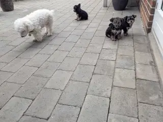 Hundehvalpe 