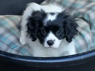 Cavalier/Phalene
