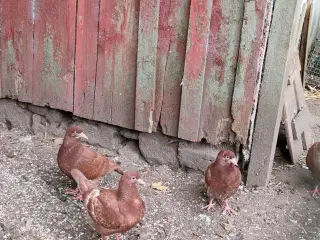 Dueunger 