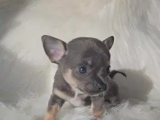 3 drenge 2 langhåret 1 korthårog 1 pige langhåret