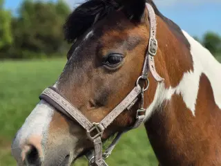Smuk pinto hoppe