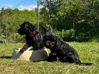 Cockapoo / Cockerpoo / Doodle