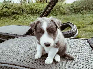 Dejlige Border Aussie hvalpe til salg. 