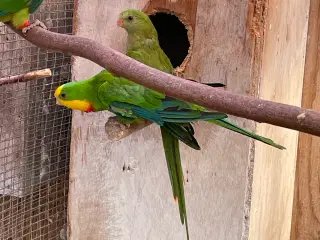 Barabandparakitter 