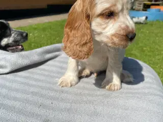 Cockerspaniel 