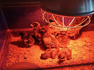 Blandede kyllinger fra hønsegården