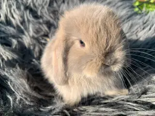 Hun 🩷Mini lop baby vejer 293g