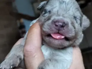 Aussie/lagotto..lækre krøller 