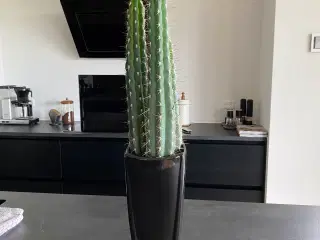 Kaktus i urtepotte