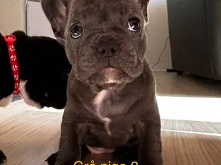 6 dejlige fransk bulldog hvalpe