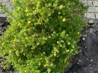 Div planter og busk