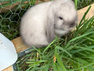 Minilops