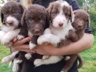 Aussie doodle hvalpe 