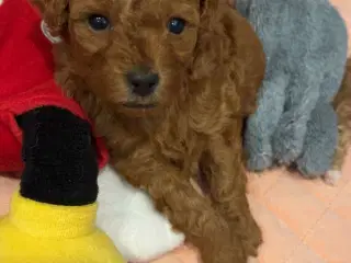 Puddel Dværg/Toy