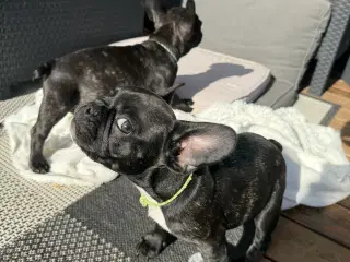 Fransk Bulldog hvalp
