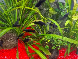 Black molly