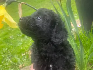 Cavapoo det er en han. Sund og rask og kan lide at