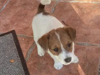 Jack Russell terrier hvalp