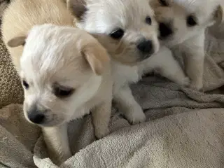 Pomchi tæve hvalp 