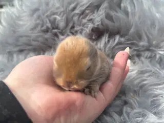 Minilop dreng 