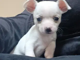 Chihuahua hvalpe 
