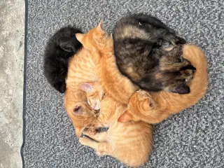 Kattekillinger bortgives