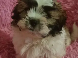 Ægte shih tzu hvalp