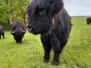 Skotsk Højlands tyre kalv 