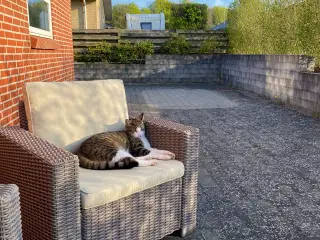 Huskat 