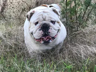 Bulldog