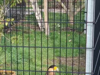 Caracara