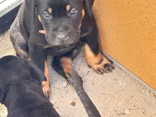 Søde hvalpe blanding af rottweiler/labrador
