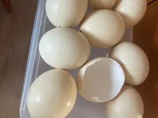 Strudseæg sælges pr stk eller samlet