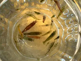 Neocaridina rejer, 22 stk.