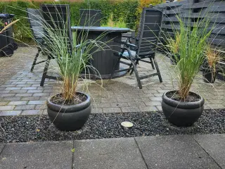 2stk.rigtig fine store krukker med marehalm 