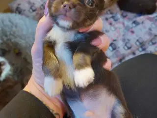 Chihuahua dreng med stamtavle i DDH