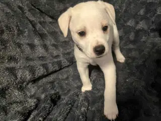 Dansk svensk gårdhund 