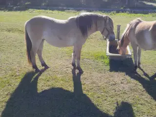 Nordbakke hoppe plag  1,5 år